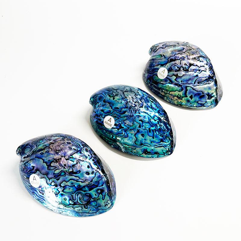 12cm A-Grade Large NZ Paua Shell - Image 3