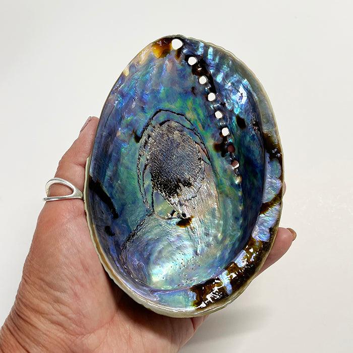 12cm A-Grade Large NZ Paua Shell - Image 4