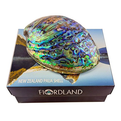 12cm Polished NZ Paua Shell in Descriptive Box - Image 2