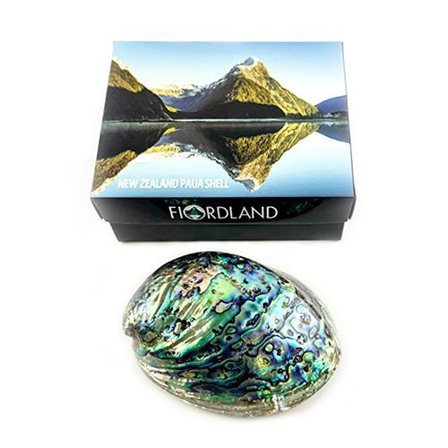 12cm Polished NZ Paua Shell in Descriptive Box - Image 3