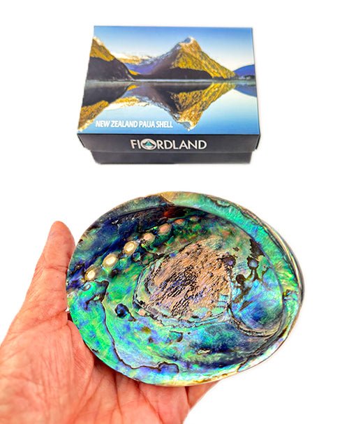 12cm Polished NZ Paua Shell in Descriptive Box - Image 4