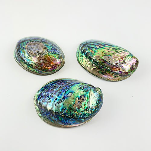 12cm Polished NZ Paua Shell in Descriptive Box - Image 5
