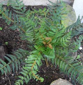 Artificial New Zealand Fern - Image 2