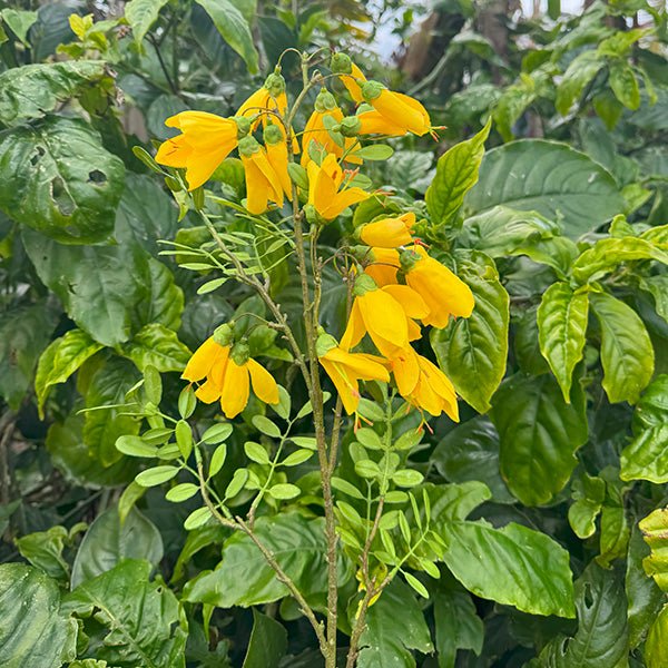 Beautiful NZ Kowhai Artificial Flower Branch - Image 3