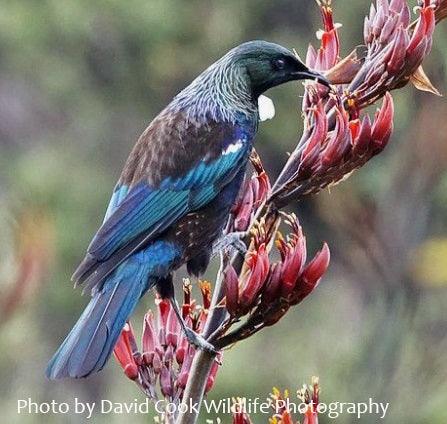 Beautiful Tui Bird Maori Feather Korowai - Image 4