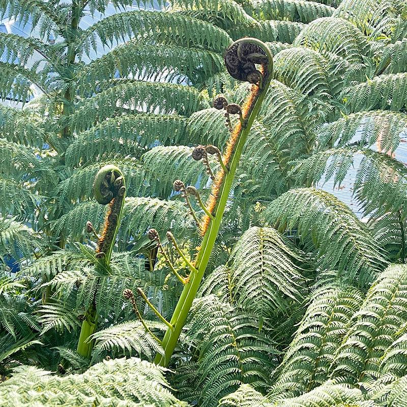 Greenstone Koru Earrings - Image 4