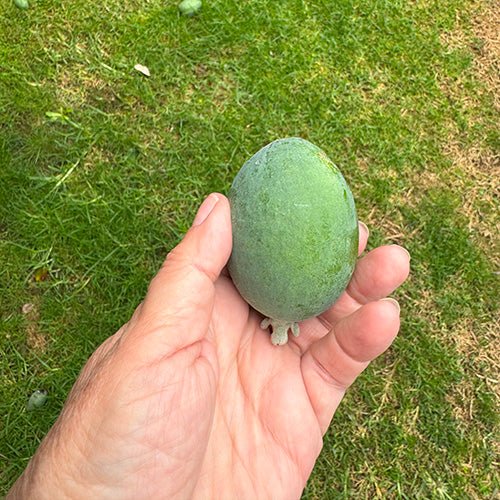 NZ Feijoa Chocolates - Image 2