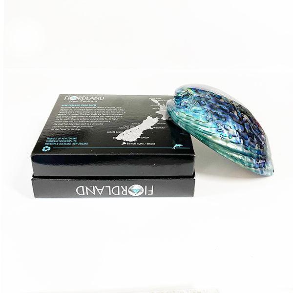 14cm Large Polished Paua Shell in Descriptive Box - Image 3