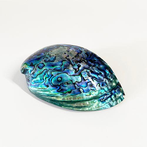14cm Large Polished Paua Shell in Descriptive Box - Image 4
