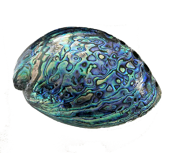 14cm Large Polished Paua Shell in Descriptive Box - Image 5