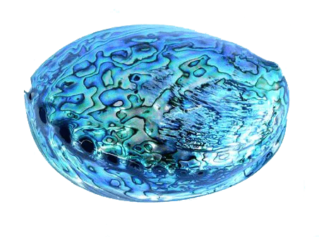 14cm Large Polished Paua Shell in Descriptive Box - Image 6