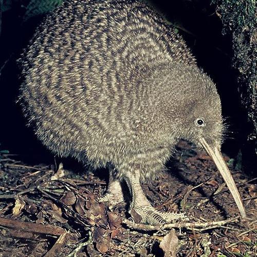 Great Spotted Kiwi Inspired Maori Feather Korowai - Image 5