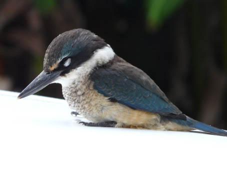 Set of 5 Flying Kingfishers Wall Art - Image 3